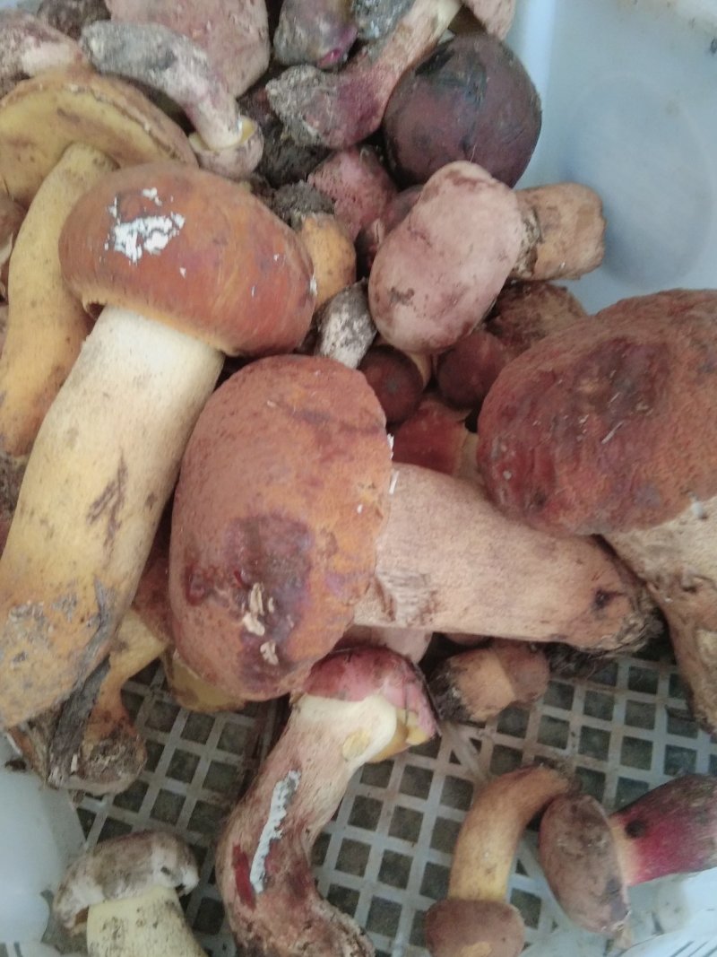 黄牛肝菌