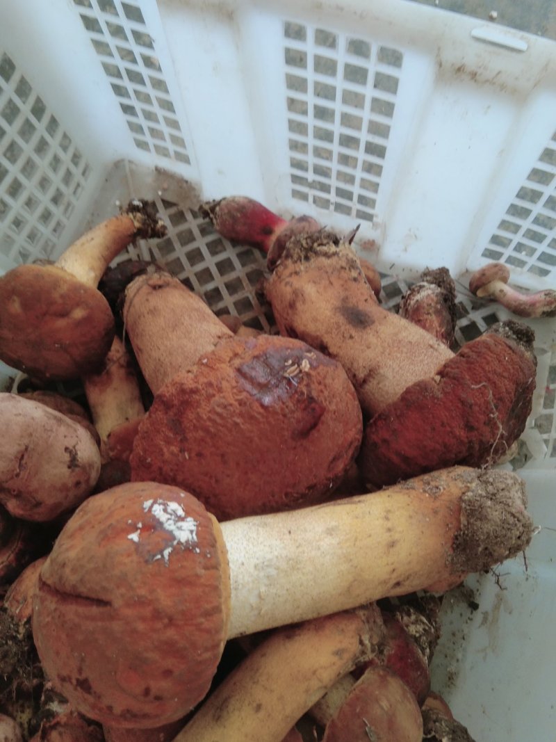 黄牛肝菌