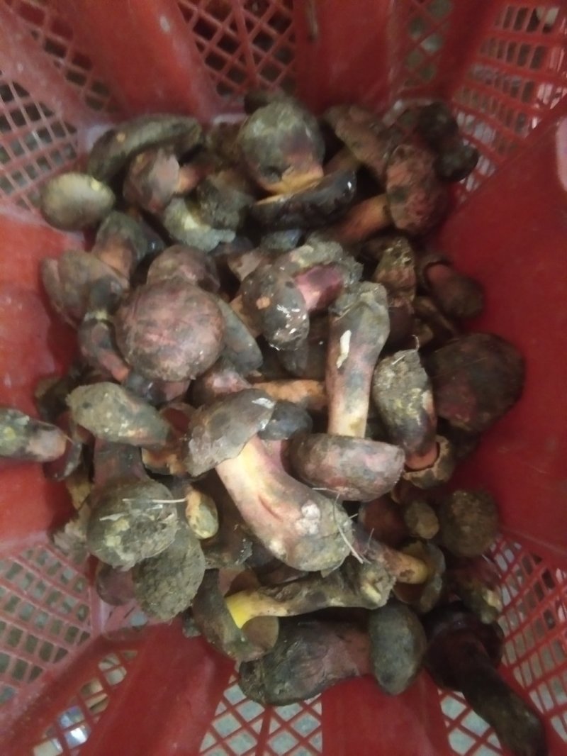食用菌