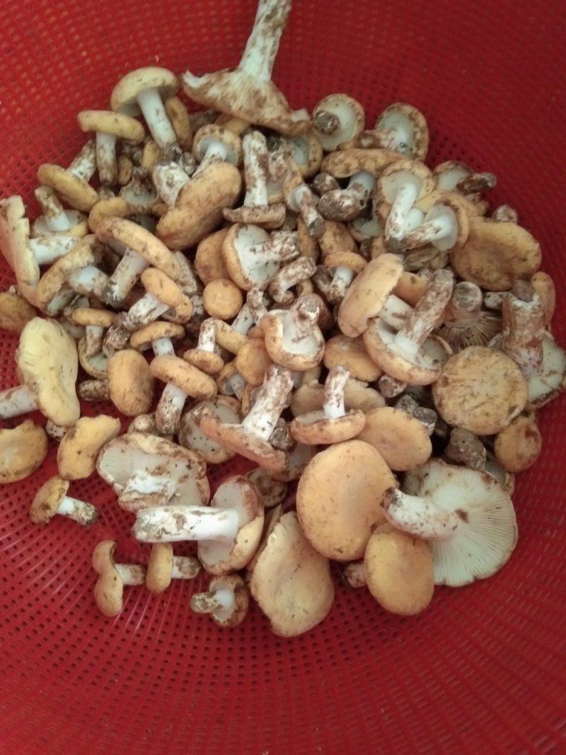 食用菌