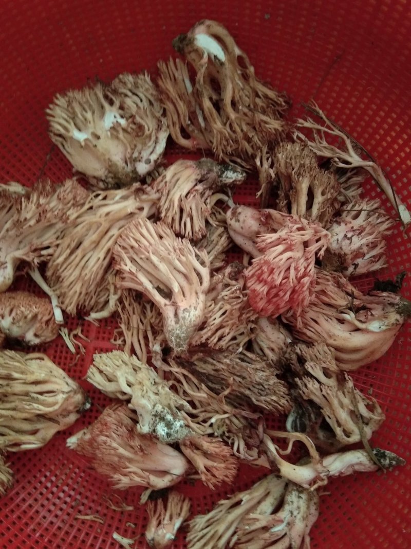 食用菌