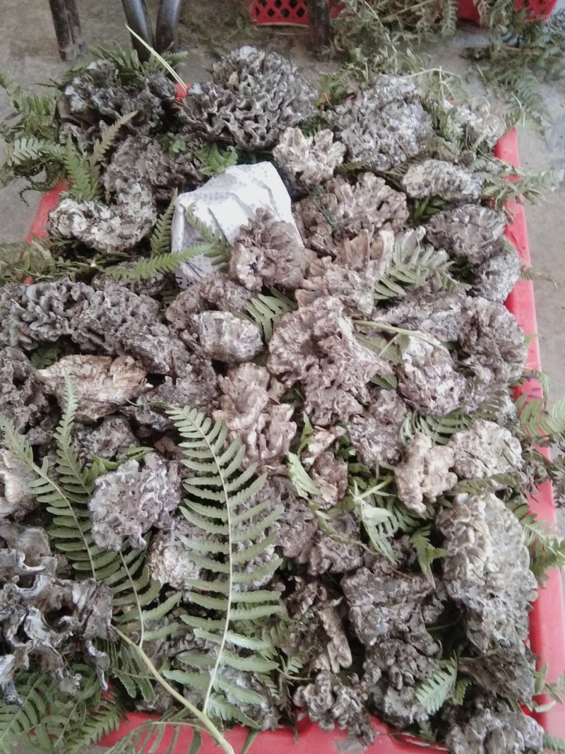 食用菌