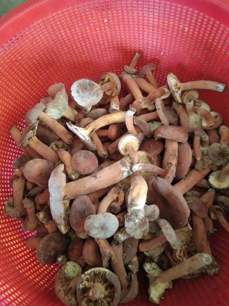 食用菌