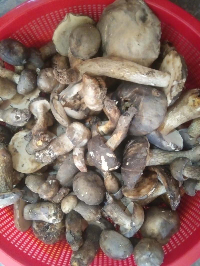 食用菌