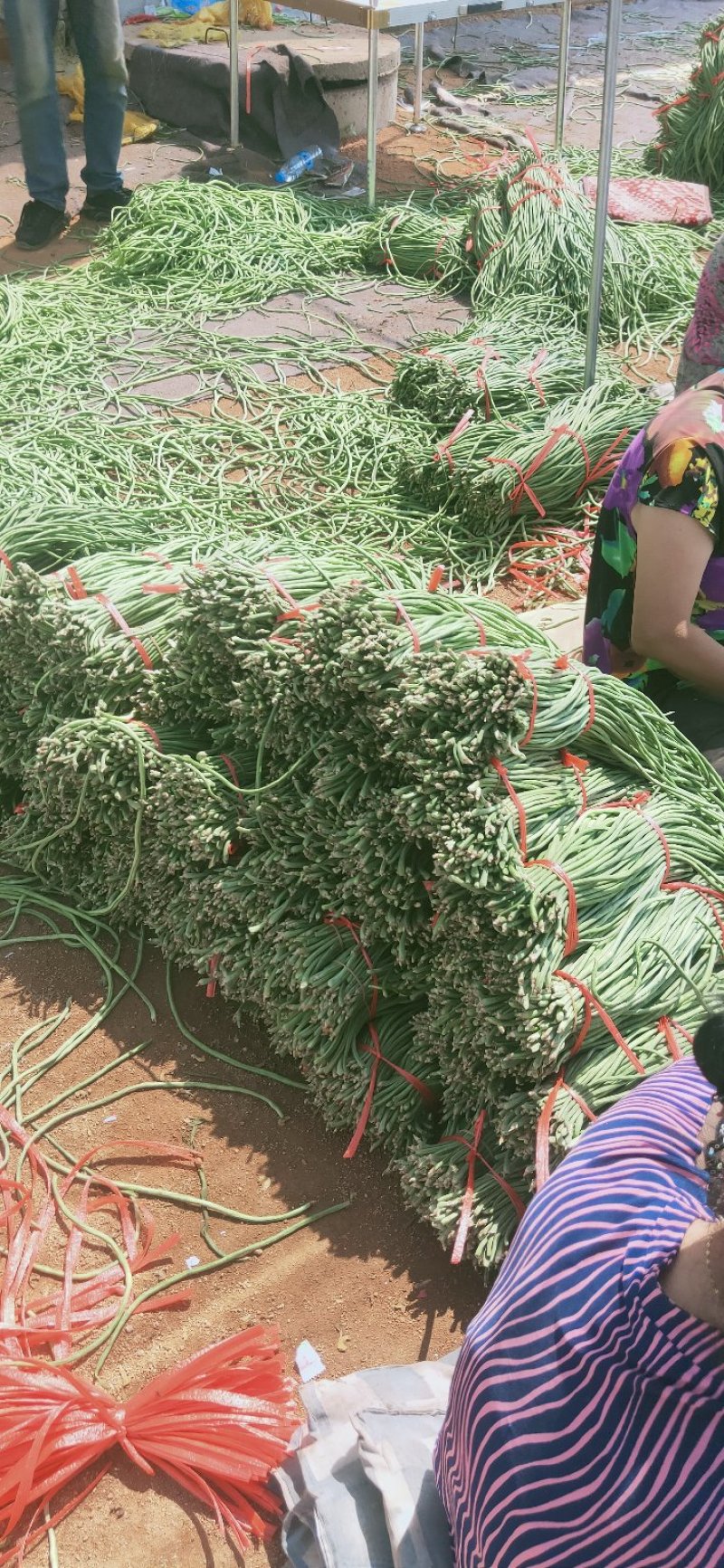 绥中县优质豇豆角产地直供