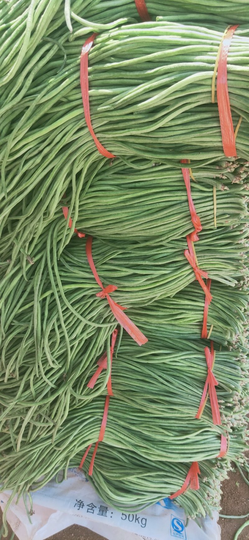绥中县优质豇豆角产地直供