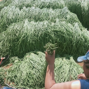 绥中县优质豇豆角产地直供