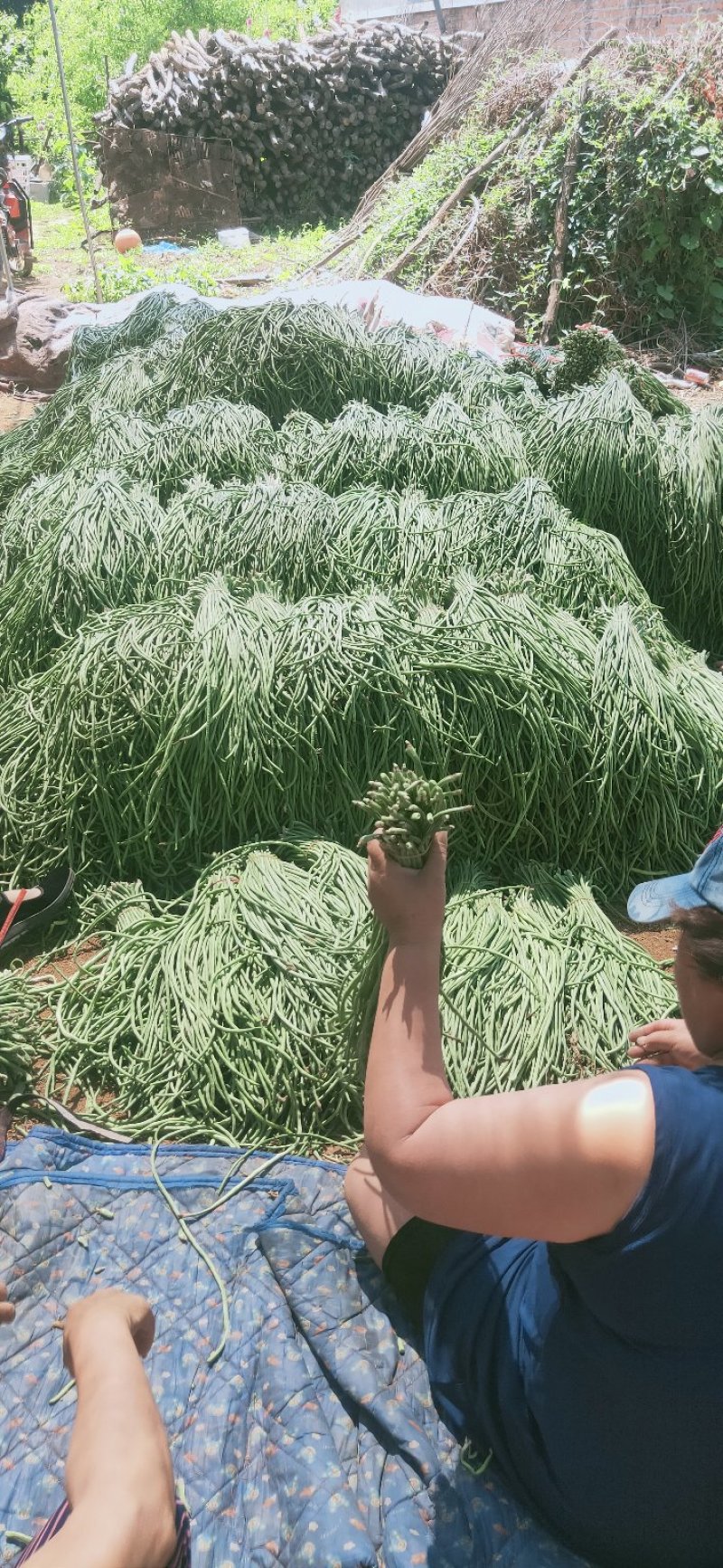 绥中县优质豇豆角产地直供