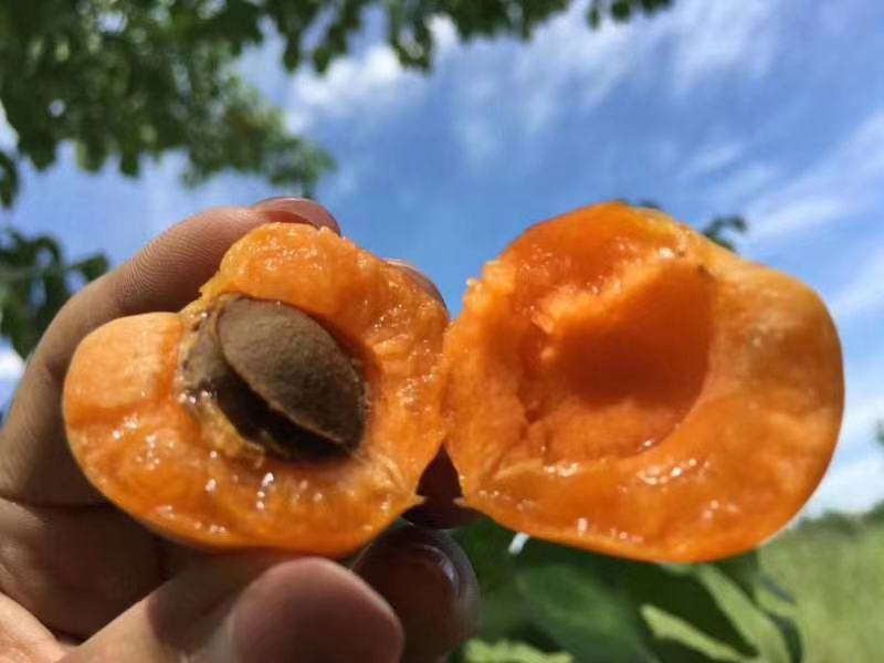 新货小红杏吊干杏新鲜好吃产地直发团购一件代发