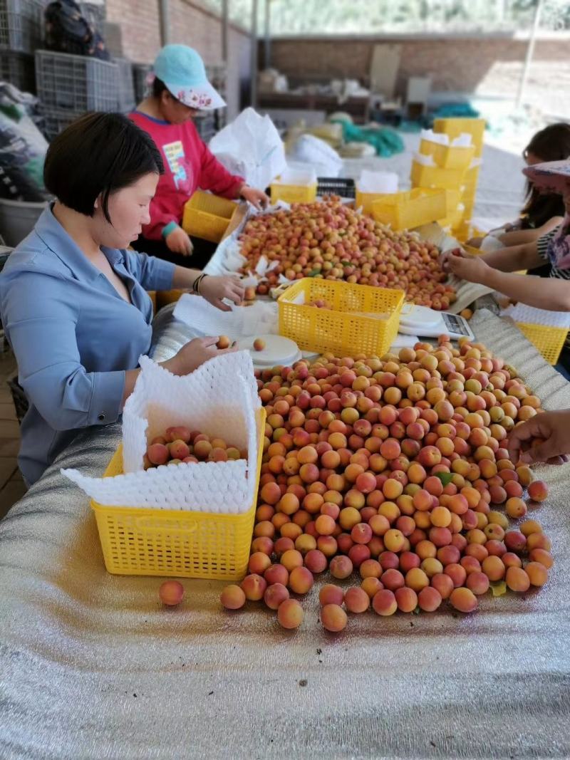新货小红杏吊干杏新鲜好吃产地直发团购一件代发