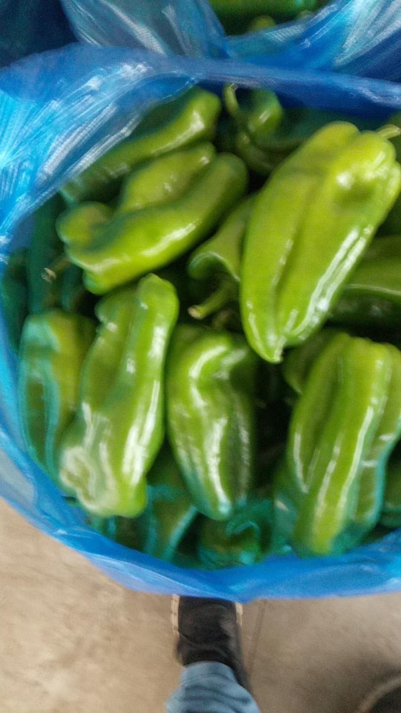圆椒