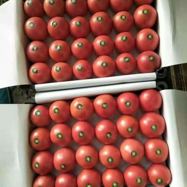 硬粉西红柿