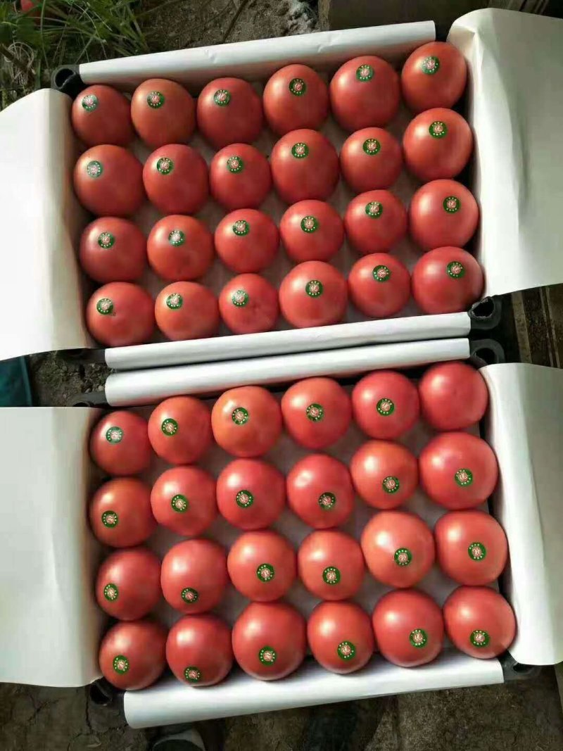硬粉西红柿
