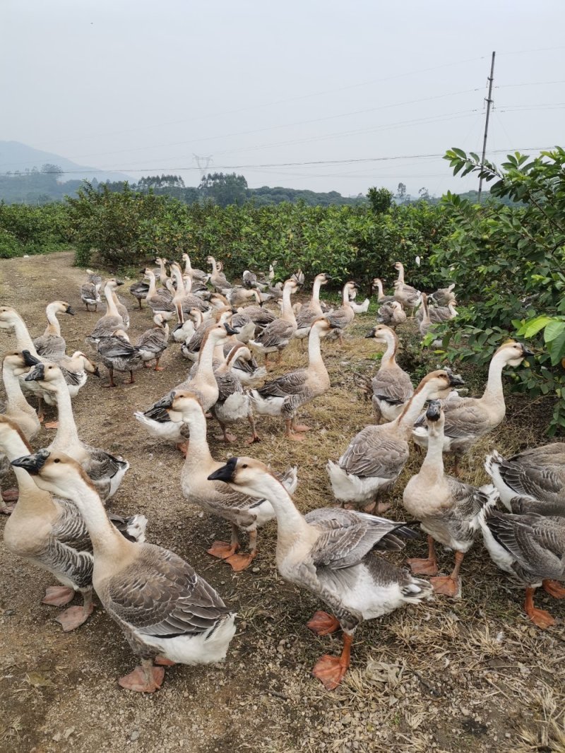 出售下蛋种鹅，