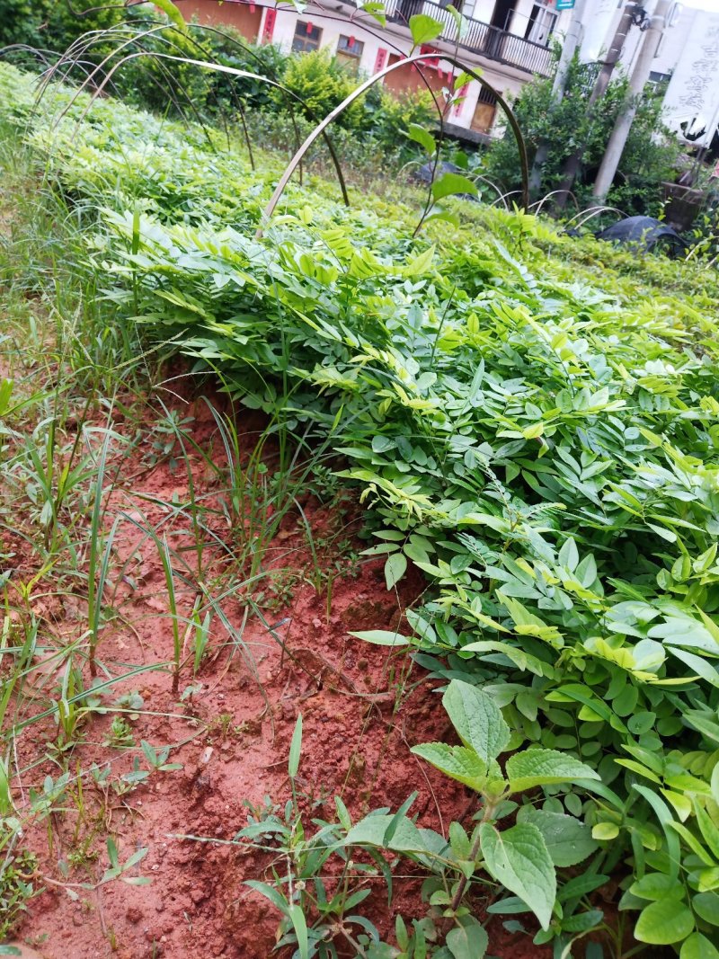 海南黄花梨苗纯正优质品种