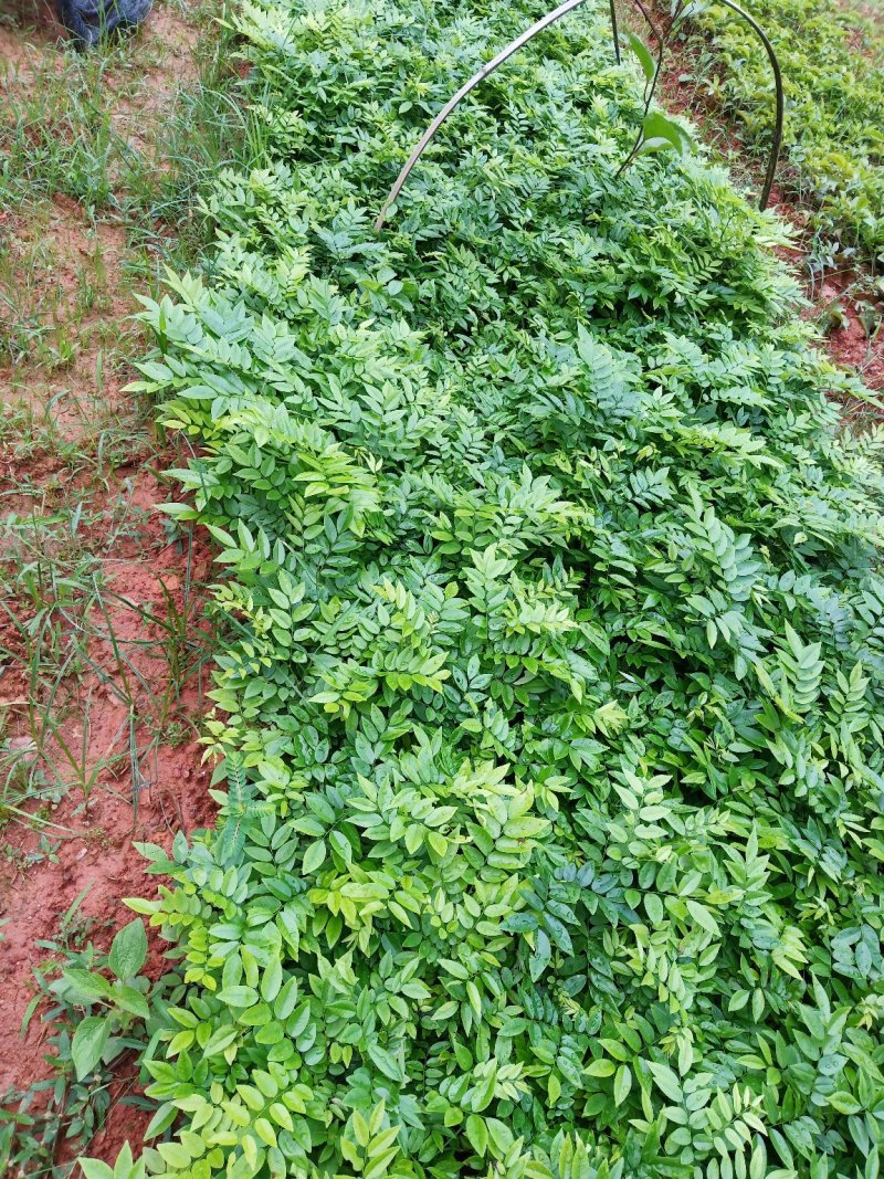 海南黄花梨苗纯正优质品种