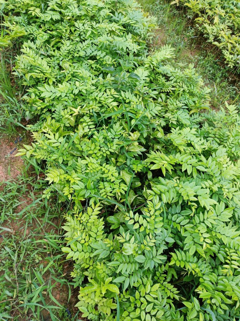 海南黄花梨苗纯正优质品种