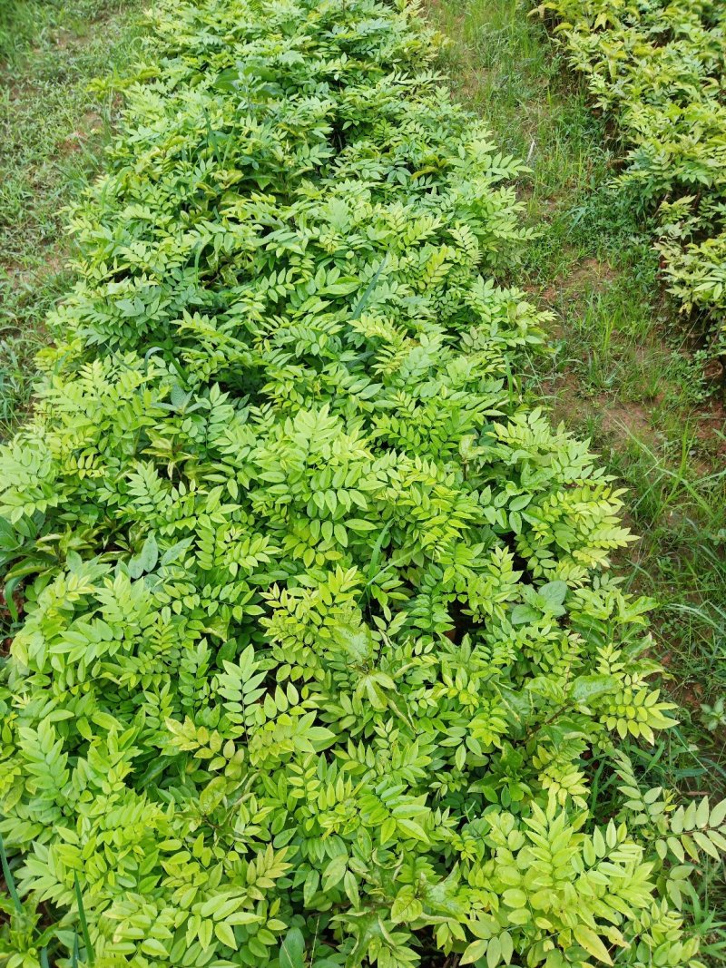 海南黄花梨苗纯正优质品种
