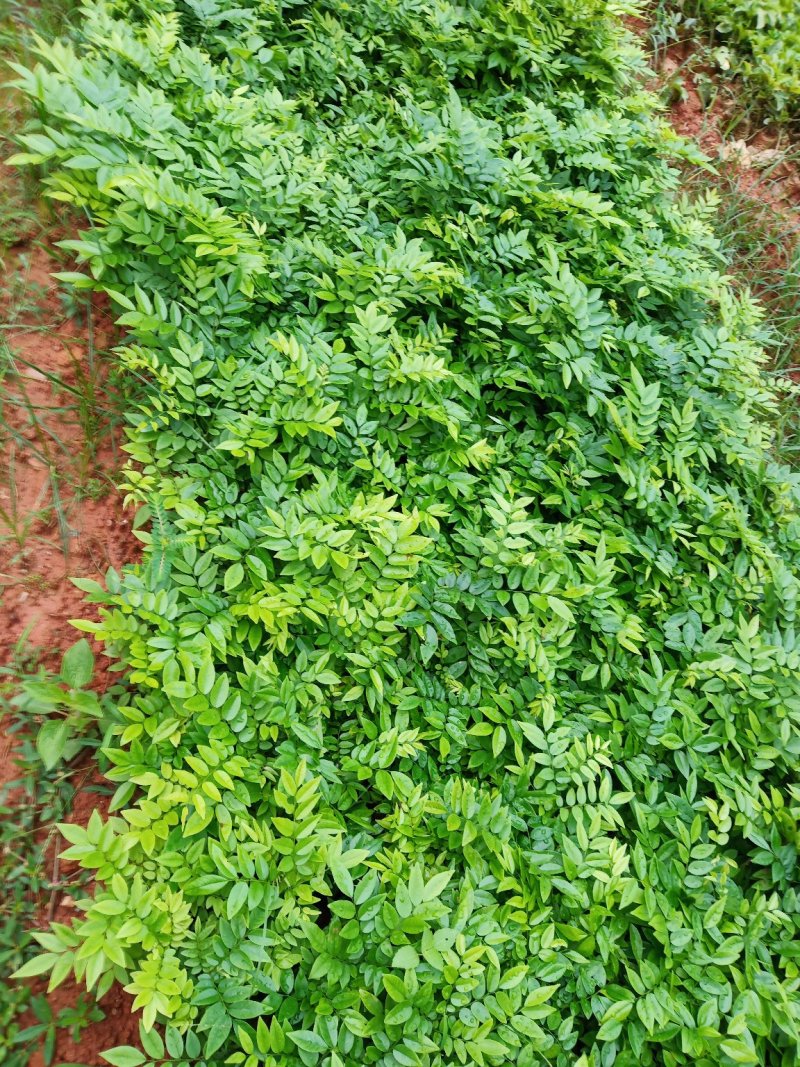 海南黄花梨苗纯正优质品种