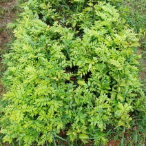 海南黄花梨苗纯正优质品种