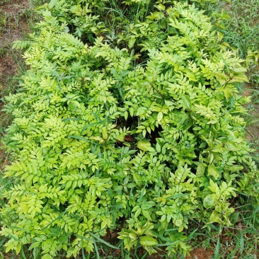 海南黄花梨苗纯正优质品种