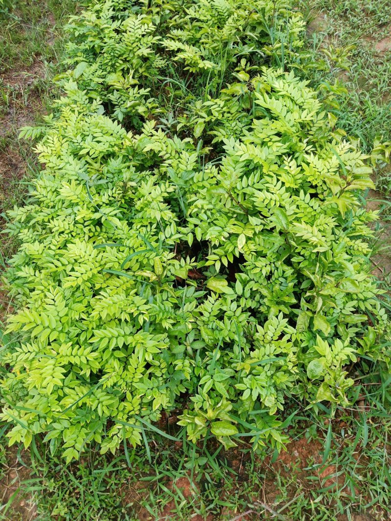 海南黄花梨苗纯正优质品种