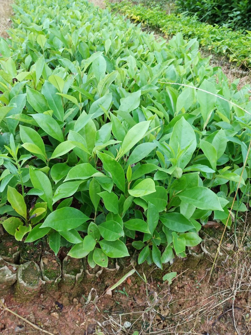 楠木苗，香楠苗，火力楠木苗