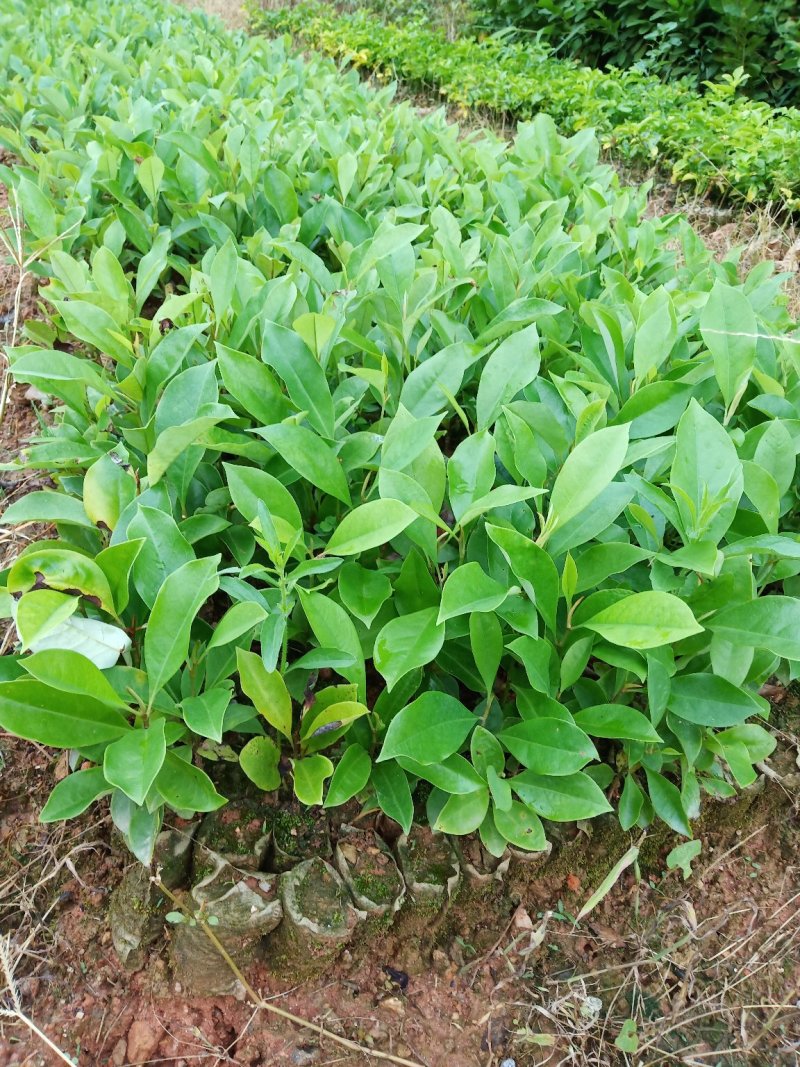 楠木苗，香楠苗，火力楠木苗