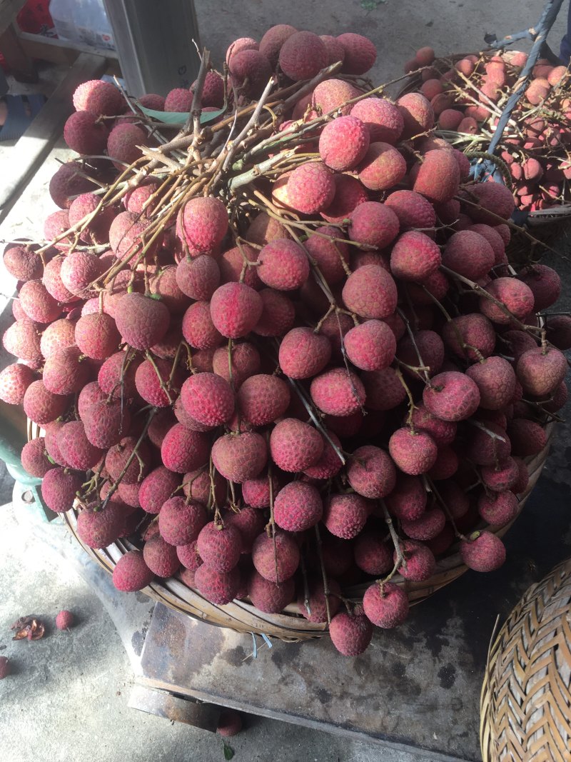 精品黑叶荔枝，大量上市代办代发，2000件起批