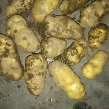新土豆
