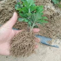 菊花苗大花型菊花苗室内外花卉绿植四季开花菊花苗盆栽苗