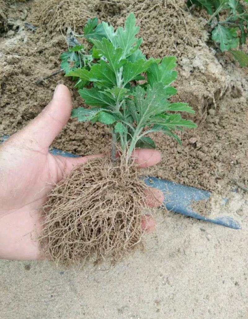 菊花苗大花型菊花苗室内外花卉绿植四季开花菊花苗盆栽苗