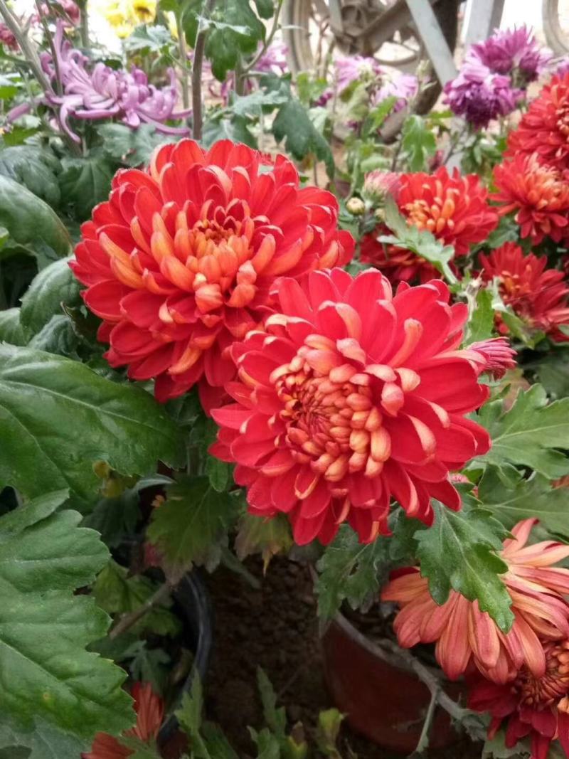 菊花苗大花型菊花苗室内外花卉绿植四季开花菊花苗盆栽苗