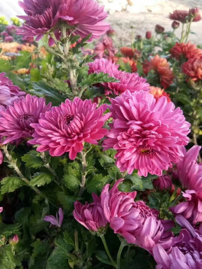 菊花苗大花型菊花苗室内外花卉绿植四季开花菊花苗盆栽苗