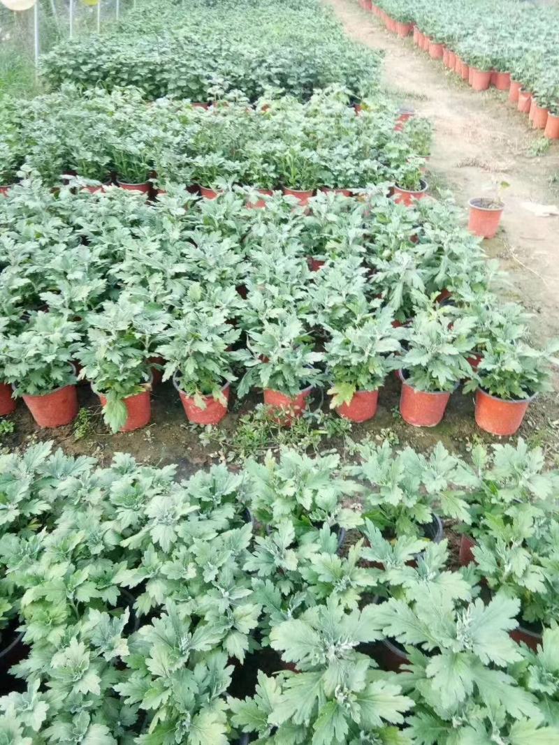 菊花苗大花型菊花苗室内外花卉绿植四季开花菊花苗盆栽苗