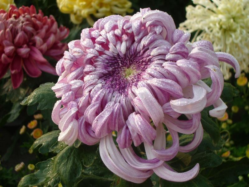 菊花苗大花型菊花苗室内外花卉绿植四季开花菊花苗盆栽苗