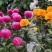 菊花苗大花型菊花苗室内外花卉绿植四季开花菊花苗盆栽苗