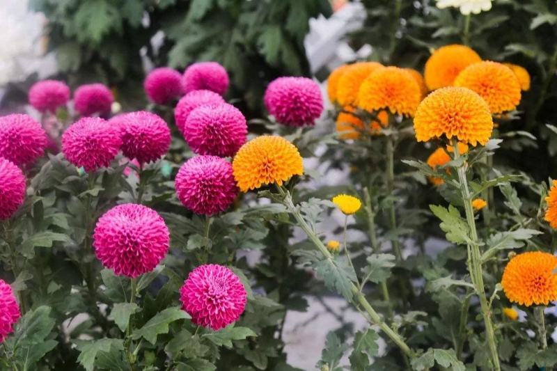 菊花苗大花型菊花苗室内外花卉绿植四季开花菊花苗盆栽苗