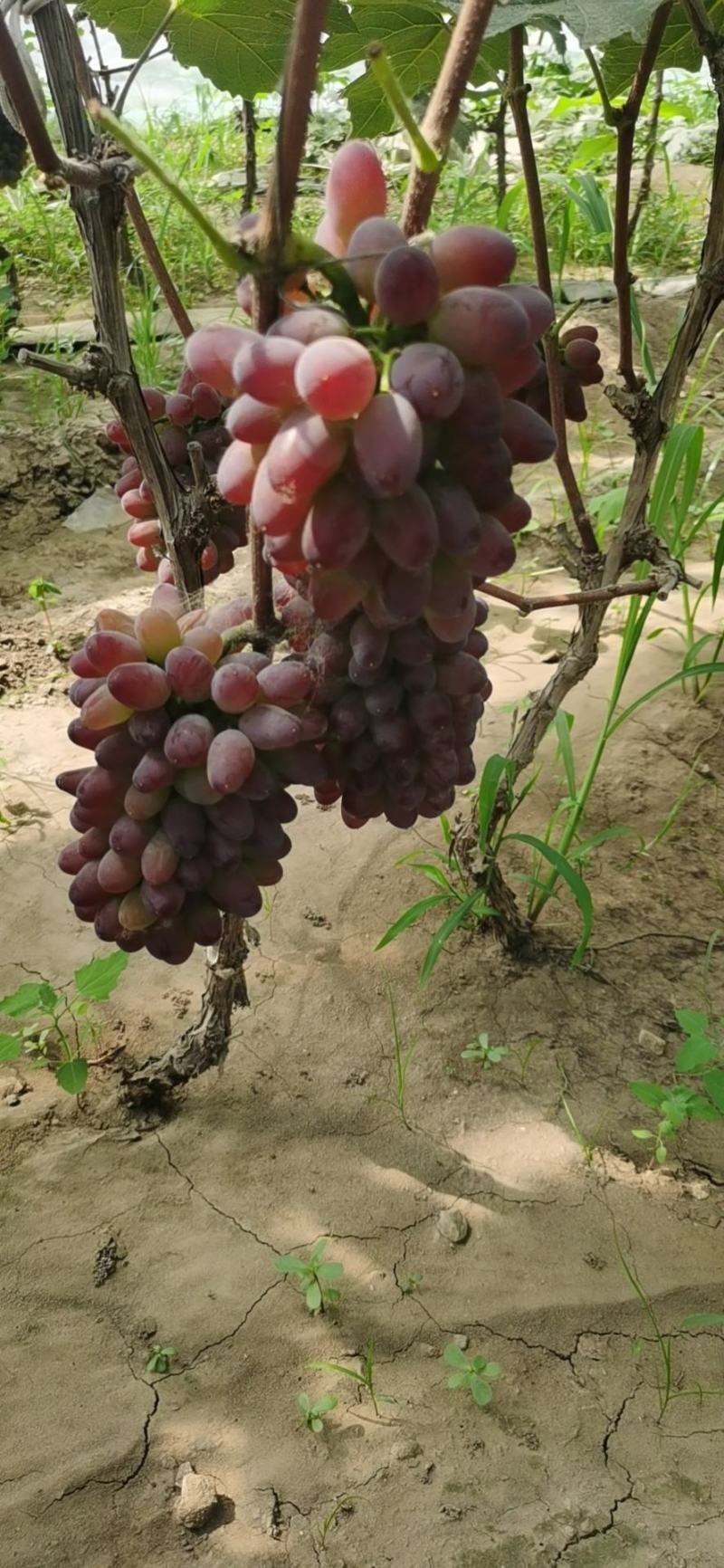 茉莉香大量上市需要的老板欢迎联系