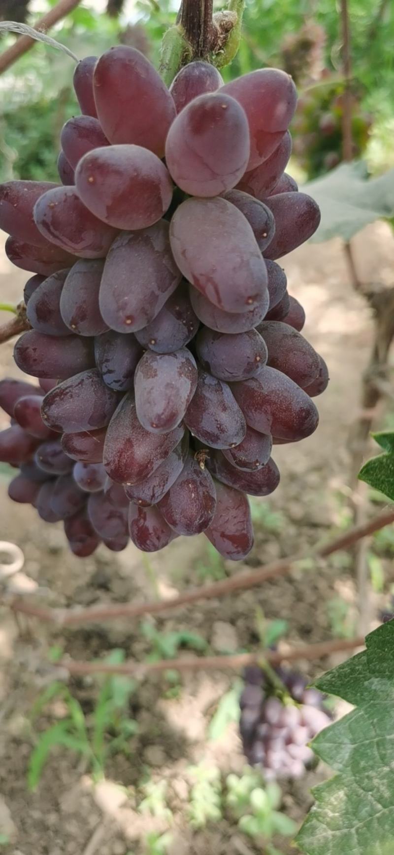 茉莉香大量上市需要的老板欢迎联系