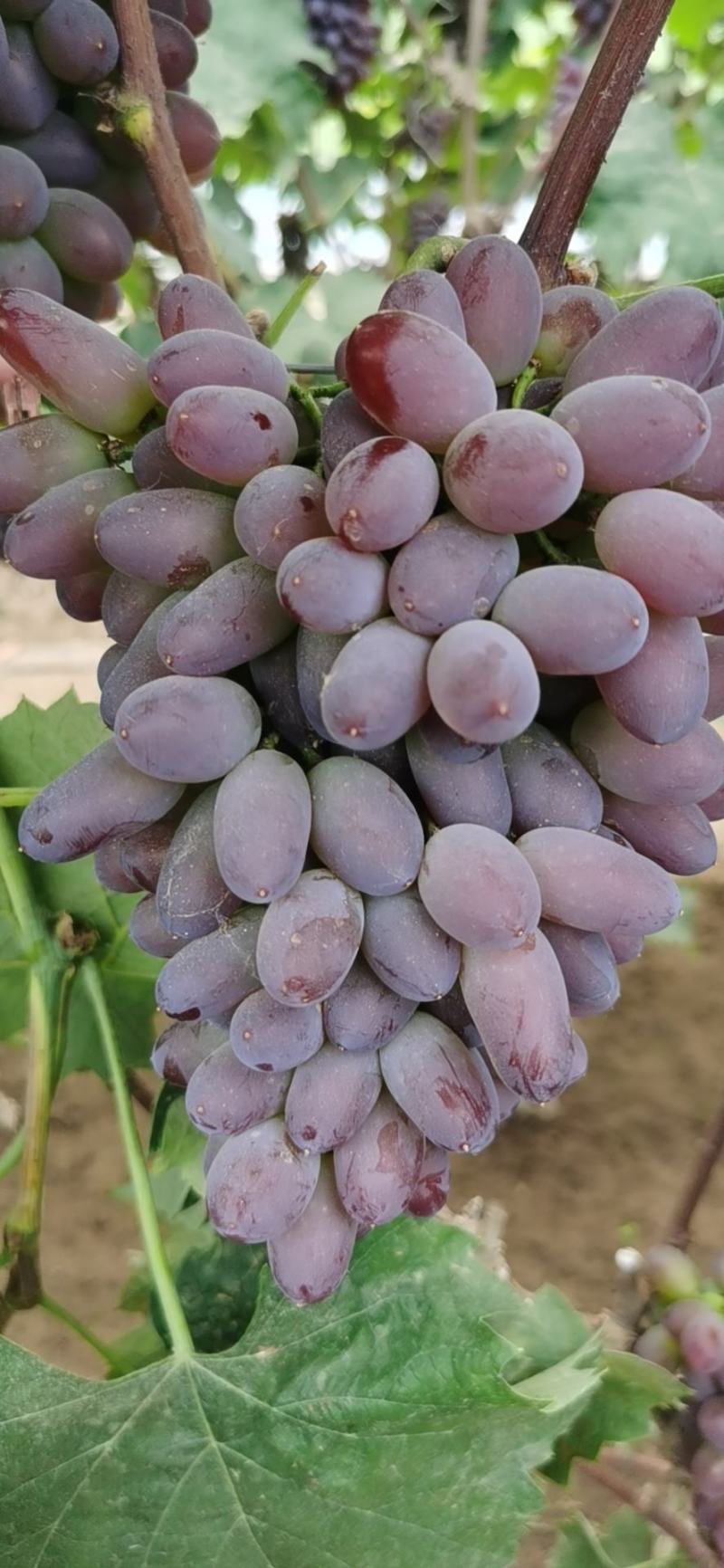 茉莉香大量上市需要的老板欢迎联系