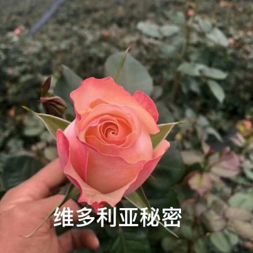 月季苗大量有货，全国包邮本公司常年出售各种玫瑰花小苗，卡