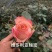月季苗大量有货，全国包邮本公司常年出售各种玫瑰花小苗，卡