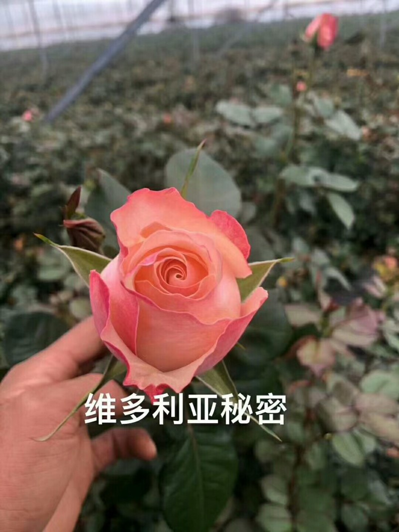 月季苗大量有货，全国包邮本公司常年出售各种玫瑰花小苗，卡