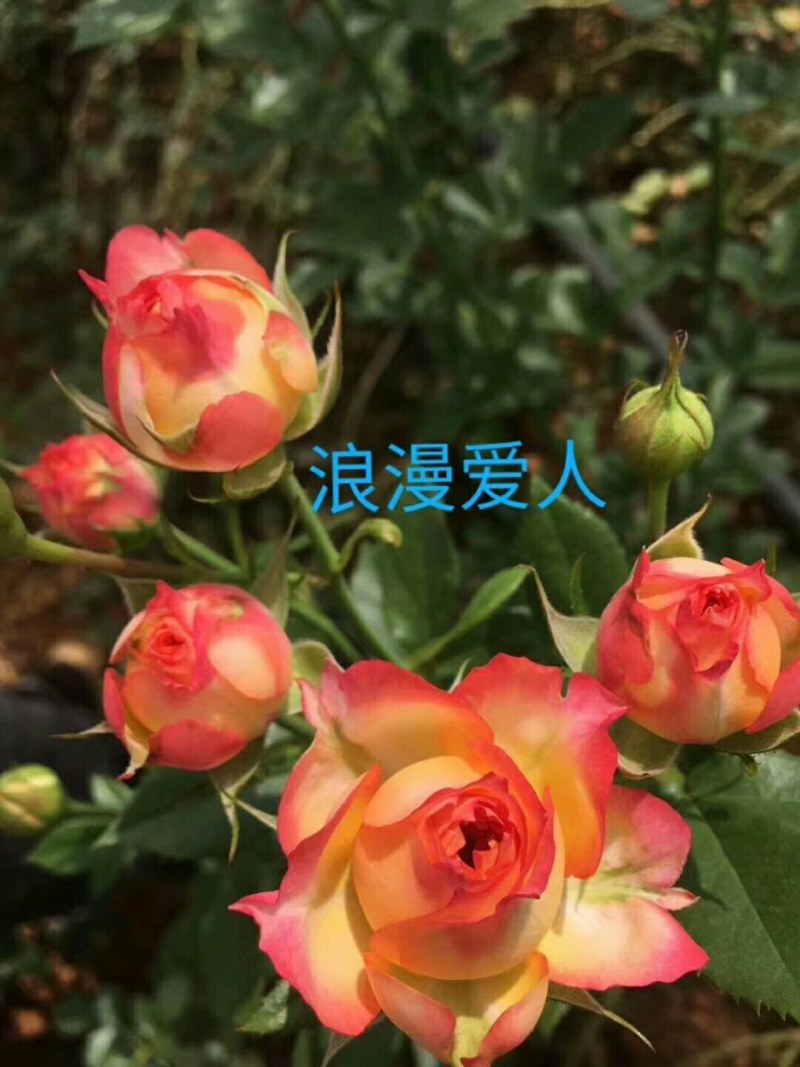 月季苗大量有货，全国包邮本公司常年出售各种玫瑰花小苗，卡
