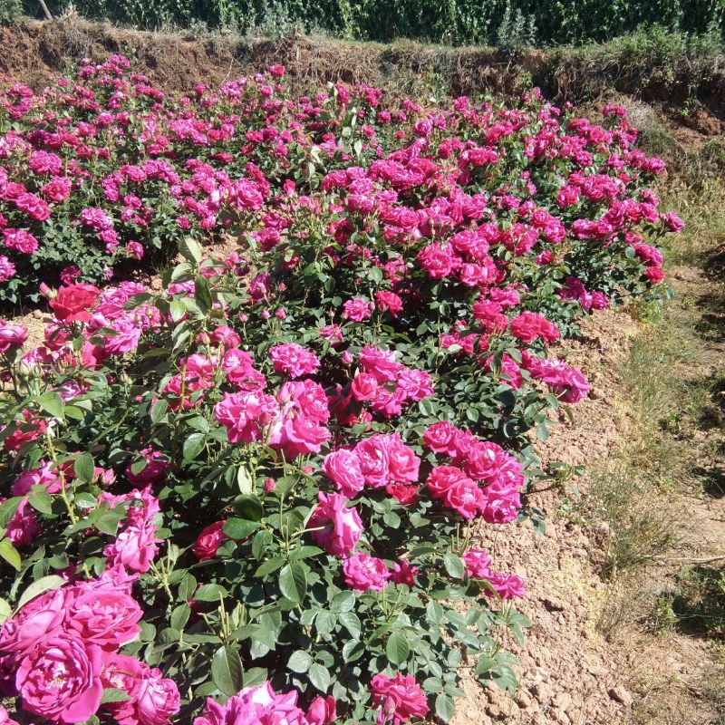 月季苗大量有货，全国包邮本公司常年出售各种玫瑰花小苗，卡