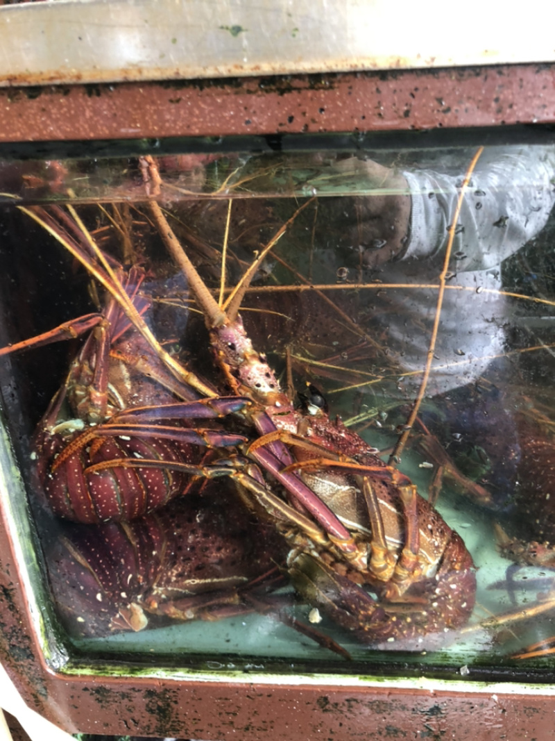 澳洲红龙规格大小都有，价格时价，有时候会有变动！