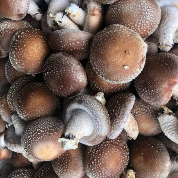 食用菌鲜货