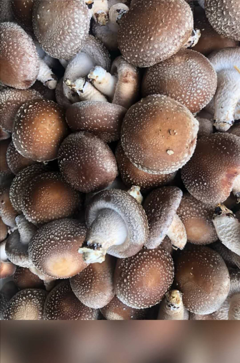 食用菌鲜货