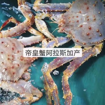 帝皇蟹阿拉斯加蟹，规格大小都有